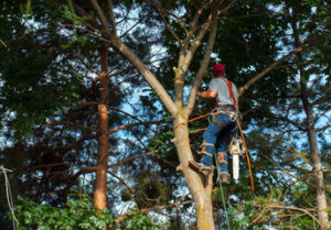 Tree Services